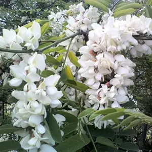 Robinia Pseudoacacia Black Locust Tree Seeds 25 Pcs White Fast Growing Fragrant Flowers Outdoor Deciduous Ornamental