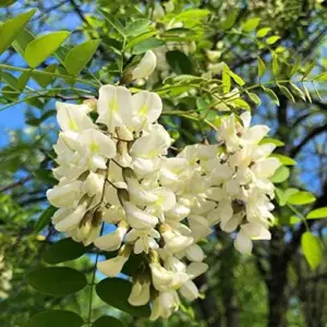 Robinia Pseudoacacia Black Locust Tree Seeds 25 Pcs White Fast Growing Fragrant Flowers Outdoor Deciduous Ornamental