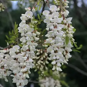 Robinia Pseudoacacia Black Locust Tree Seeds 25 Pcs White Fast Growing Fragrant Flowers Outdoor Deciduous Ornamental