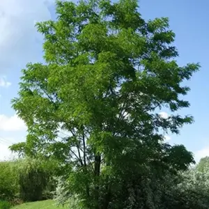 Robinia Pseudoacacia Black Locust Tree Seeds 25 Pcs White Fast Growing Fragrant Flowers Outdoor Deciduous Ornamental