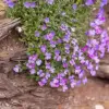 Rock Cress Seeds Rainbow Perennial Attracts Pollinators Deer Resistant Drought Tolerant Ground Cover 400Pcs