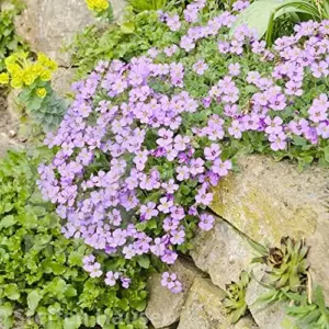 Rock Cress Seeds Rainbow Perennial Attracts Pollinators Deer Resistant Drought Tolerant Ground Cover 400Pcs