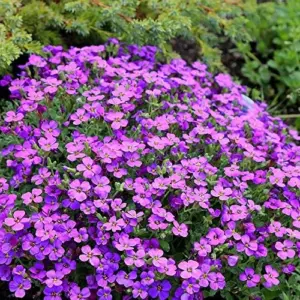 Rock Cress Seeds Rainbow Perennial Attracts Pollinators Deer Resistant Drought Tolerant Ground Cover 400Pcs