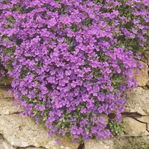Rock Cress Seeds Rainbow Perennial Attracts Pollinators Deer Resistant Drought Tolerant Ground Cover 400Pcs