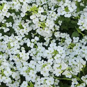 Rock Cress Seeds Rainbow Perennial Attracts Pollinators Deer Resistant Drought Tolerant Ground Cover 400Pcs