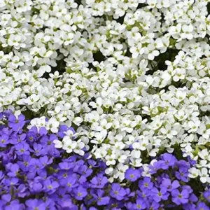 Rock Cress Seeds Rainbow Perennial Attracts Pollinators Deer Resistant Drought Tolerant Ground Cover 400Pcs