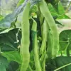 Romano Pole Bean Seeds - Italian Flat Bean - Tender Texture, Rich Flavor - Green Vegetable Seeds - 100 Count - Outdoor Garden Planting