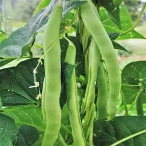 Romano Pole Bean Seeds - Italian Flat Bean - Tender Texture, Rich Flavor - Green Vegetable Seeds - 100 Count - Outdoor Garden Planting