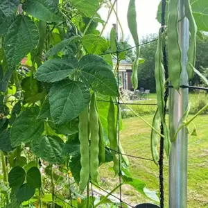Romano Pole Bean Seeds - Italian Flat Bean - Tender Texture, Rich Flavor - Green Vegetable Seeds - 100 Count - Outdoor Garden Planting