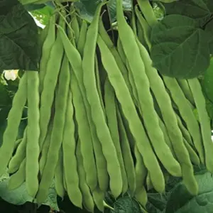 Romano Pole Bean Seeds - Italian Flat Bean - Tender Texture, Rich Flavor - Green Vegetable Seeds - 100 Count - Outdoor Garden Planting