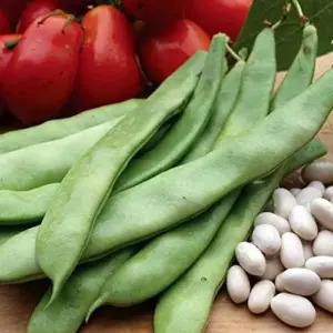 Romano Pole Bean Seeds - Italian Flat Bean - Tender Texture, Rich Flavor - Green Vegetable Seeds - 100 Count - Outdoor Garden Planting