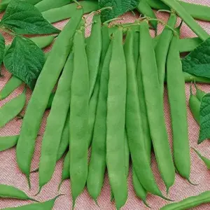 Romano Pole Bean Seeds - Italian Flat Bean - Tender Texture, Rich Flavor - Green Vegetable Seeds - 100 Count - Outdoor Garden Planting