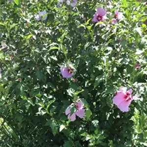 Rose of Sharon Hibiscus Seeds - 50 Count Pack - Cold Hardy Perennial Flower Seeds