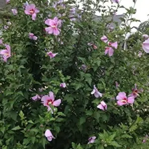 Rose of Sharon Hibiscus Seeds - 50 Count Pack - Cold Hardy Perennial Flower Seeds