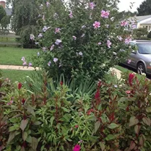 Rose of Sharon Hibiscus Seeds - 50 Count Pack - Cold Hardy Perennial Flower Seeds