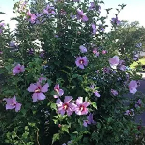 Rose of Sharon Hibiscus Seeds - 50 Count Pack - Cold Hardy Perennial Flower Seeds