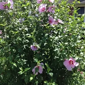 Rose of Sharon Hibiscus Seeds - 50 Count Pack - Cold Hardy Perennial Flower Seeds