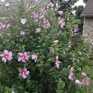 Rose of Sharon Hibiscus Seeds - 50 Count Pack - Cold Hardy Perennial Flower Seeds