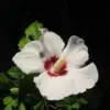 Rose of Sharon Hibiscus Syriacus Seeds 50 Count White & Hot Pink Flower Tree Bush