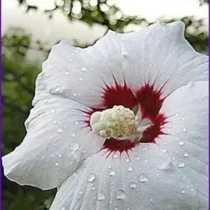 Rose of Sharon Hibiscus Syriacus Seeds 50 Count White & Hot Pink Flower Tree Bush