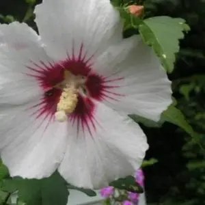 Rose of Sharon Hibiscus Syriacus Seeds 50 Count White & Hot Pink Flower Tree Bush