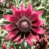 Rudbeckia hirta Cherry Brandy Seeds Black-Eyed Susan Flower Seeds 30Pcs Red Perennial