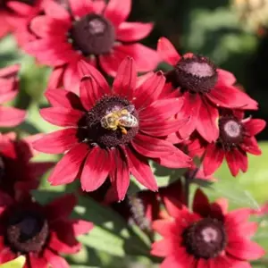 Rudbeckia hirta Cherry Brandy Seeds Black-Eyed Susan Flower Seeds 30Pcs Red Perennial