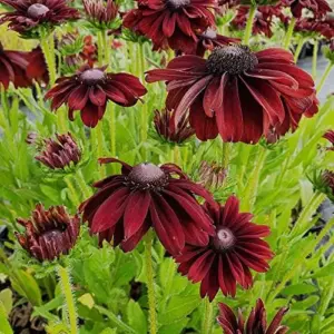 Rudbeckia hirta Cherry Brandy Seeds Black-Eyed Susan Flower Seeds 30Pcs Red Perennial