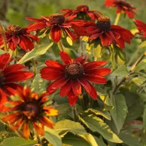 Rudbeckia hirta Cherry Brandy Seeds Black-Eyed Susan Flower Seeds 30Pcs Red Perennial