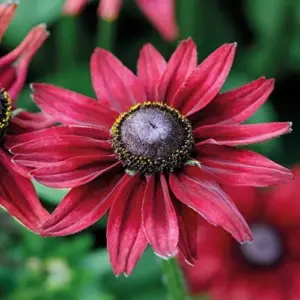 Rudbeckia hirta Cherry Brandy Seeds Black-Eyed Susan Flower Seeds 30Pcs Red Perennial