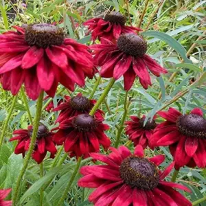 Rudbeckia hirta Cherry Brandy Seeds Black-Eyed Susan Flower Seeds 30Pcs Red Perennial