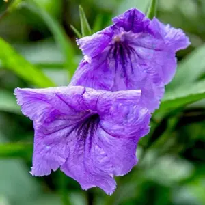 Ruellia Simplex Seeds Perennial Flowers 30Pcs Purple Pink White Organic Outdoor Garden Borders Attract Pollinators