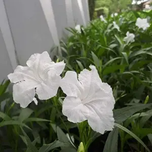 Ruellia Simplex Seeds Perennial Flowers 30Pcs Purple Pink White Organic Outdoor Garden Borders Attract Pollinators