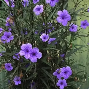 Ruellia Simplex Seeds Perennial Flowers 30Pcs Purple Pink White Organic Outdoor Garden Borders Attract Pollinators