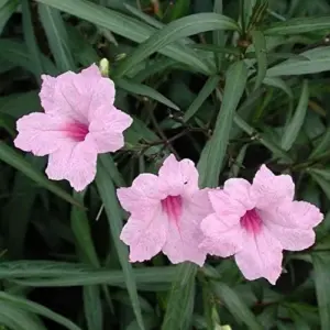 Ruellia Simplex Seeds Perennial Flowers 30Pcs Purple Pink White Organic Outdoor Garden Borders Attract Pollinators
