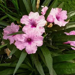 Ruellia Simplex Seeds Perennial Flowers 30Pcs Purple Pink White Organic Outdoor Garden Borders Attract Pollinators