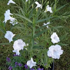 Ruellia Simplex Seeds Perennial Flowers 30Pcs Purple Pink White Organic Outdoor Garden Borders Attract Pollinators