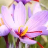 Saffron Herb Seeds 100Pcs Perennial Non-GMO Drought Tolerant Container Plant Red