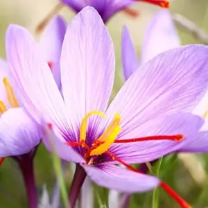 Saffron Herb Seeds 100Pcs Perennial Non-GMO Drought Tolerant Container Plant Red