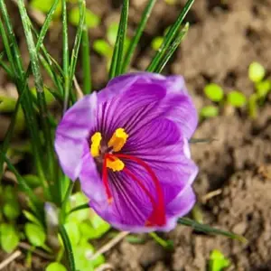 Saffron Herb Seeds 100Pcs Perennial Non-GMO Drought Tolerant Container Plant Red