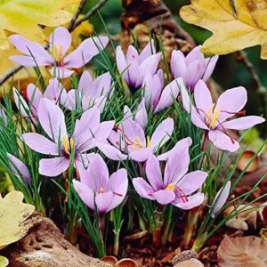 Saffron Herb Seeds 100Pcs Perennial Non-GMO Drought Tolerant Container Plant Red