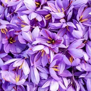 Saffron Herb Seeds 100Pcs Perennial Non-GMO Drought Tolerant Container Plant Red