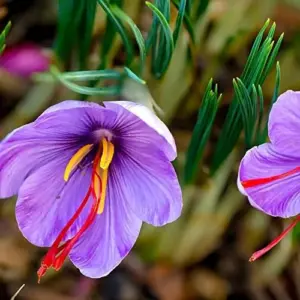 Saffron Herb Seeds 100Pcs Perennial Non-GMO Drought Tolerant Container Plant Red