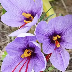 Saffron Herb Seeds 100Pcs Perennial Non-GMO Drought Tolerant Container Plant Red