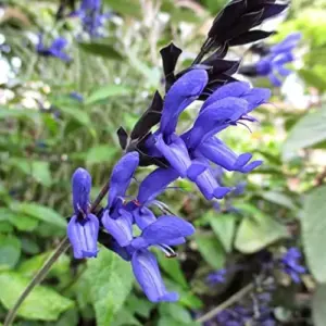 Salvia Guaranitica Black and Blue Seeds Anise Scented Sage Perennial Flowers 100 Pcs Blue Green Black