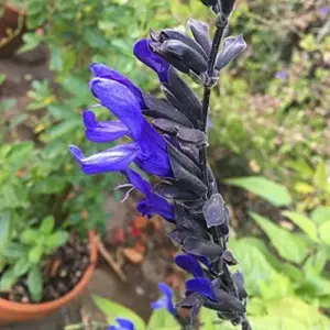 Salvia Guaranitica Black and Blue Seeds Anise Scented Sage Perennial Flowers 100 Pcs Blue Green Black