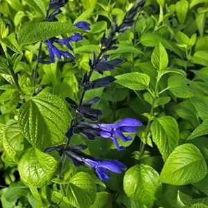 Salvia Guaranitica Black and Blue Seeds Anise Scented Sage Perennial Flowers 100 Pcs Blue Green Black