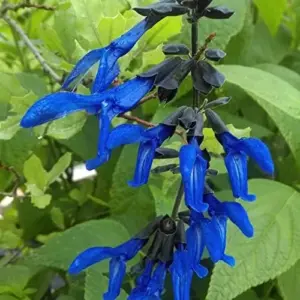 Salvia Guaranitica Black and Blue Seeds Anise Scented Sage Perennial Flowers 100 Pcs Blue Green Black