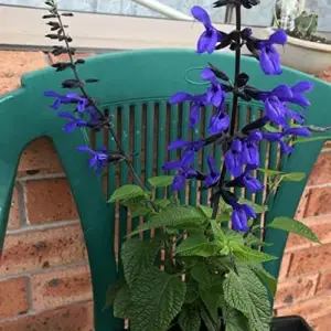 Salvia Guaranitica Black and Blue Seeds Anise Scented Sage Perennial Flowers 100 Pcs Blue Green Black