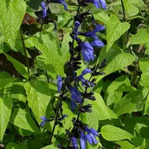 Salvia Guaranitica Black and Blue Seeds Anise Scented Sage Perennial Flowers 100 Pcs Blue Green Black